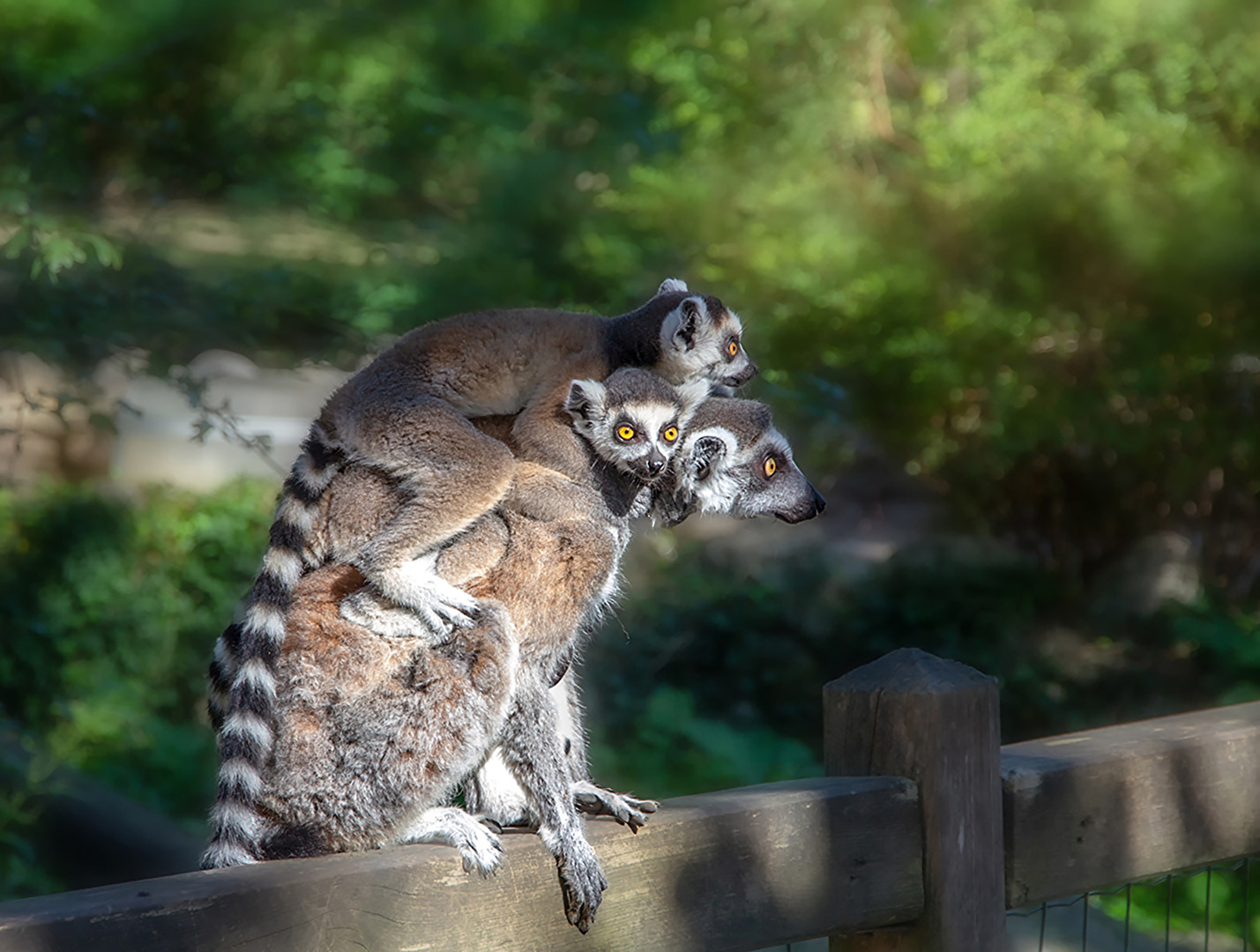 TT - Lemuren - Katta mit 2 Jungtieren - freilaufend