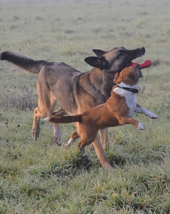 Hunde