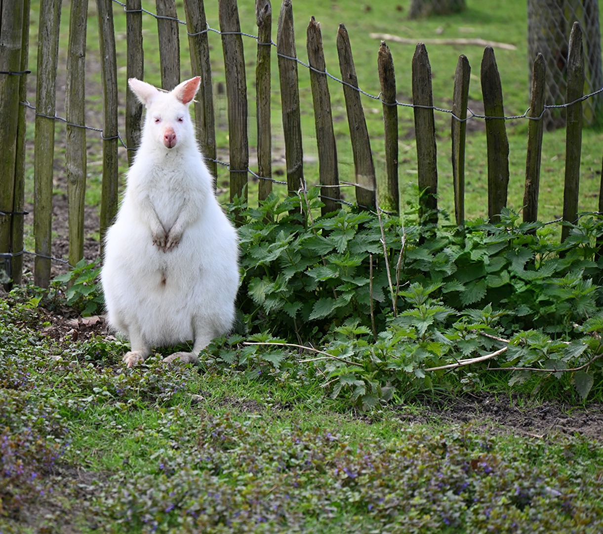 Albino Känguru