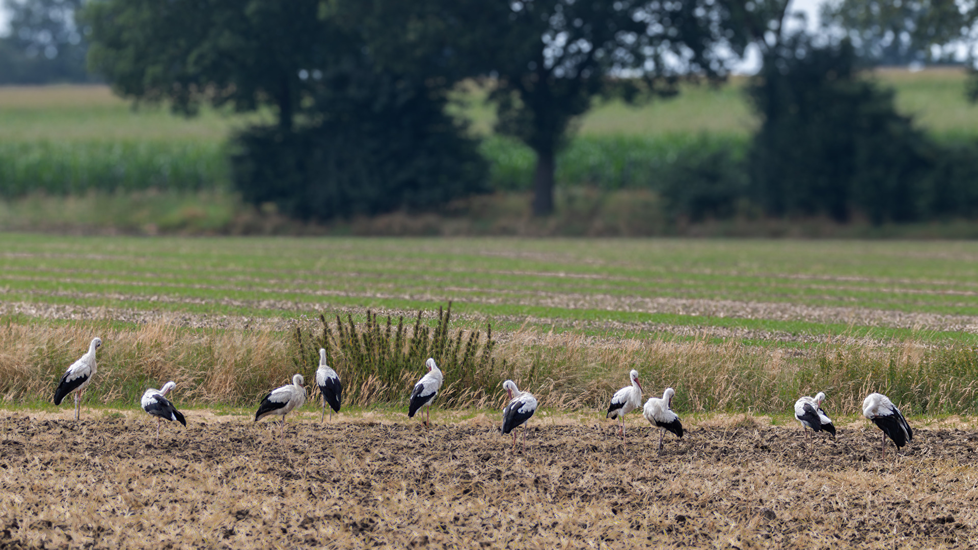 "Alte Aue in Olfen".  Die Störche sammeln sich um gemeinsam in den Süden zu fliegen . . .