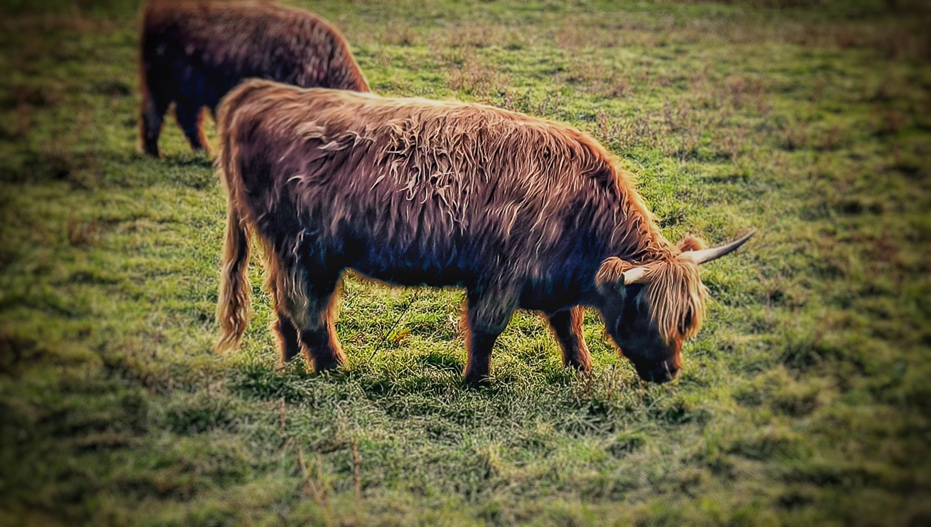 Schottisches Hochlandrind