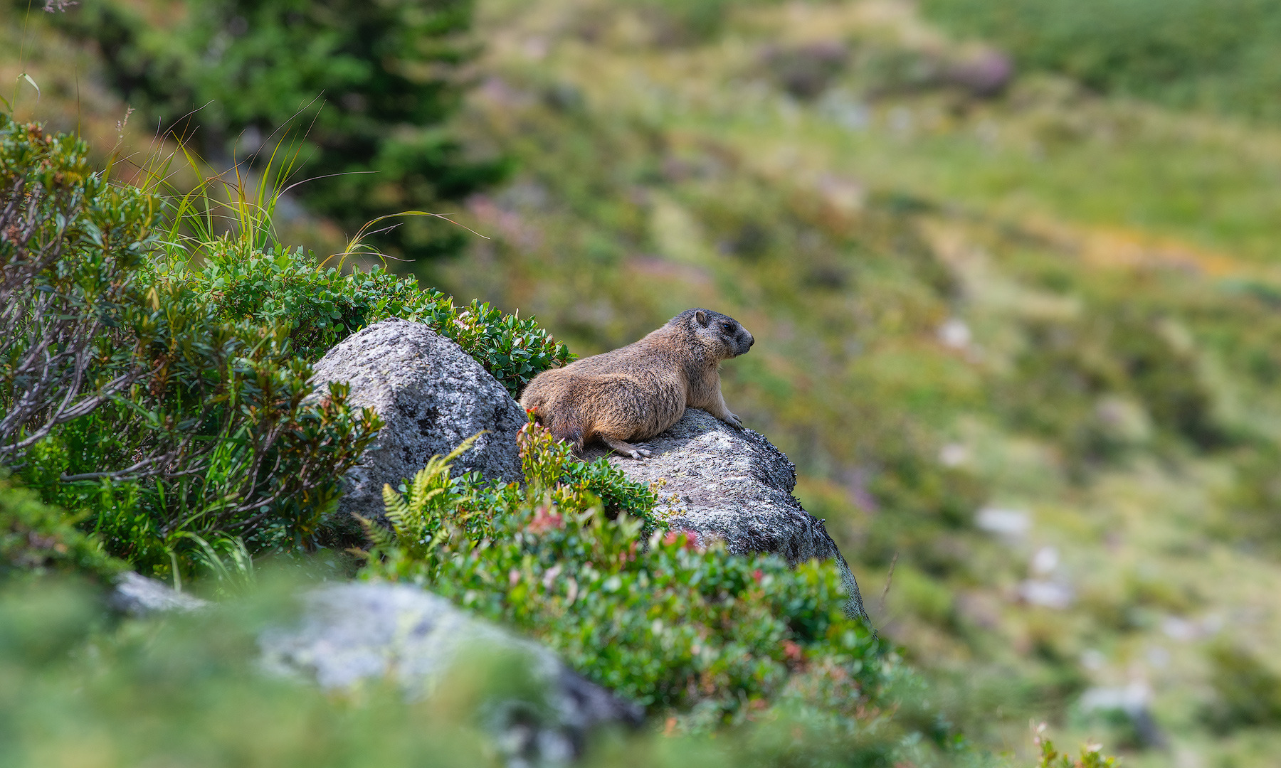 Freistellung - Mungg