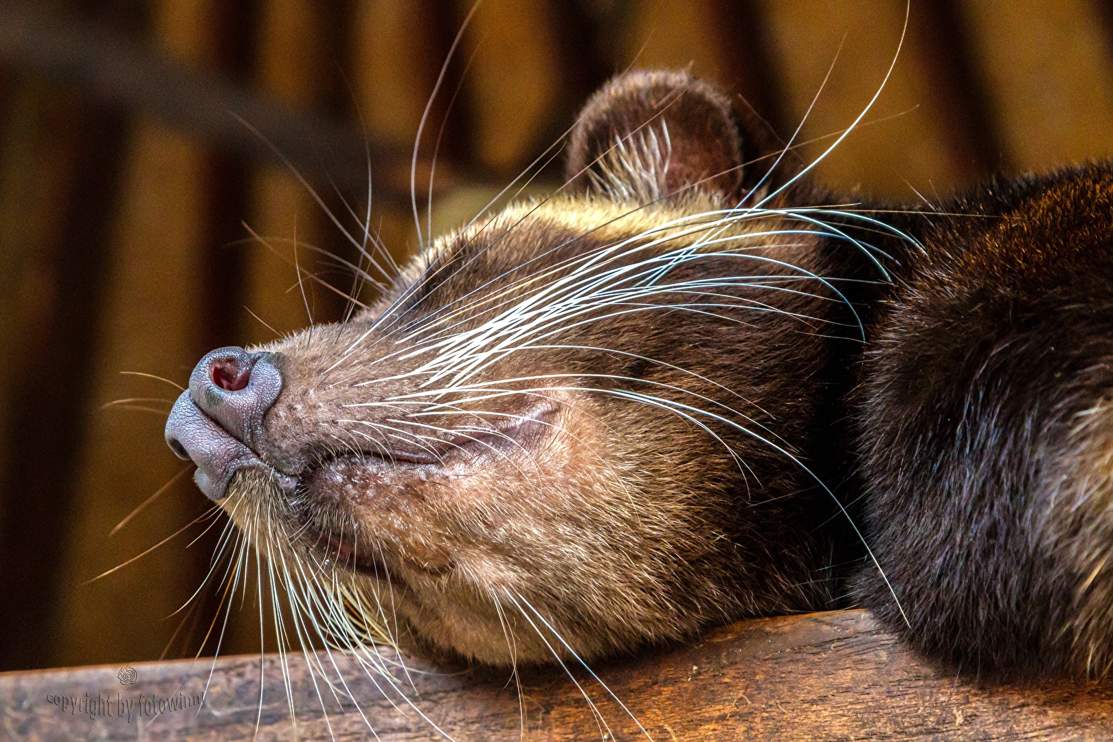 Bali - schlafende Schleichkatze (Musang)