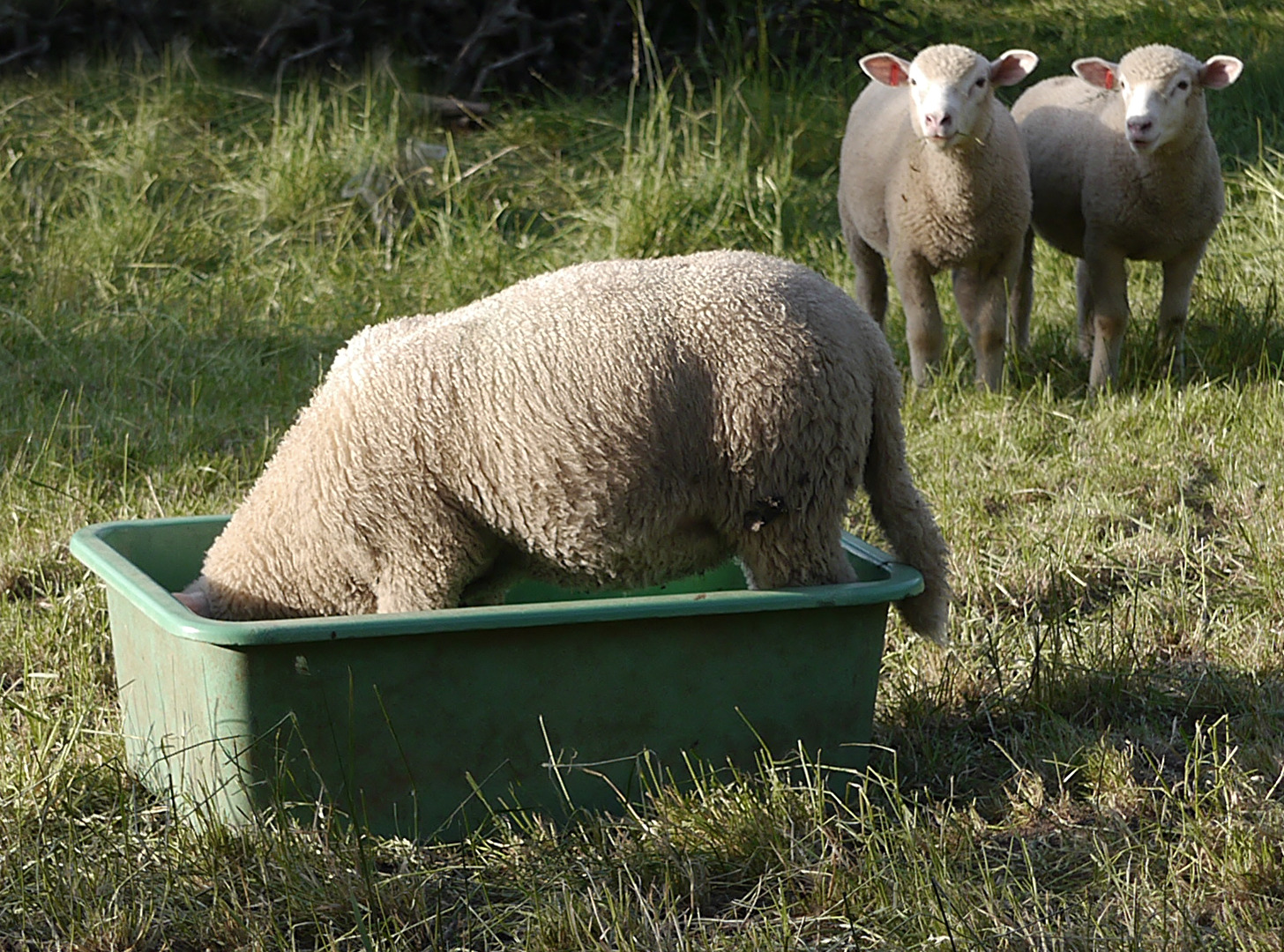 Der letzte Tropfen oder einer ist immer schlauer wie die anderen