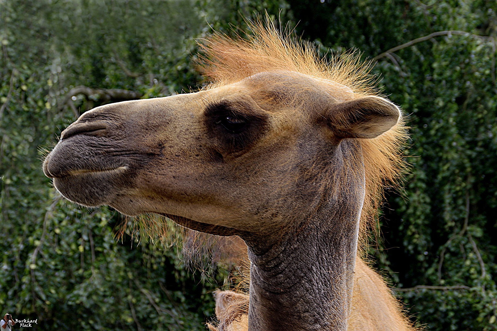 Ich trage mein Haar heute offen.