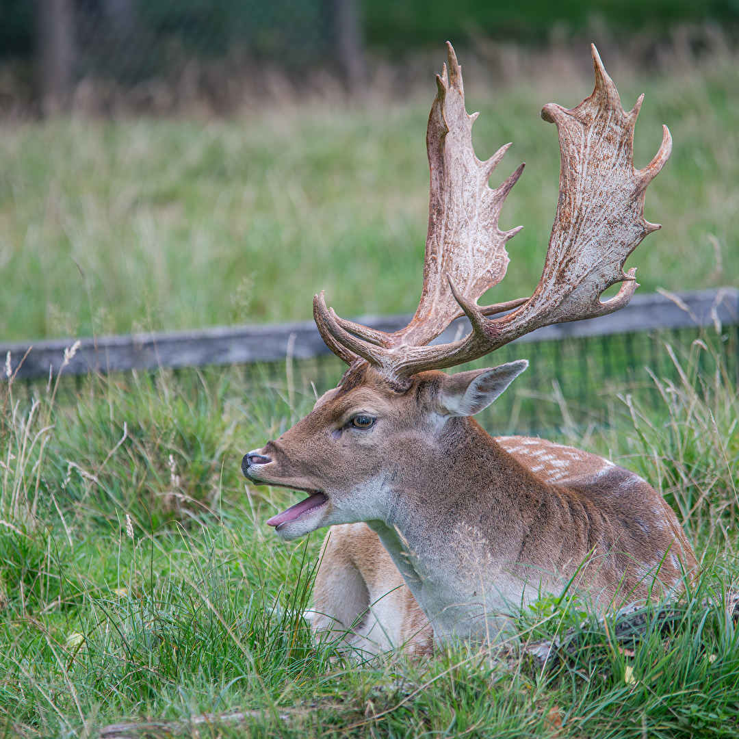 Damhirsch in seiner Gehege.