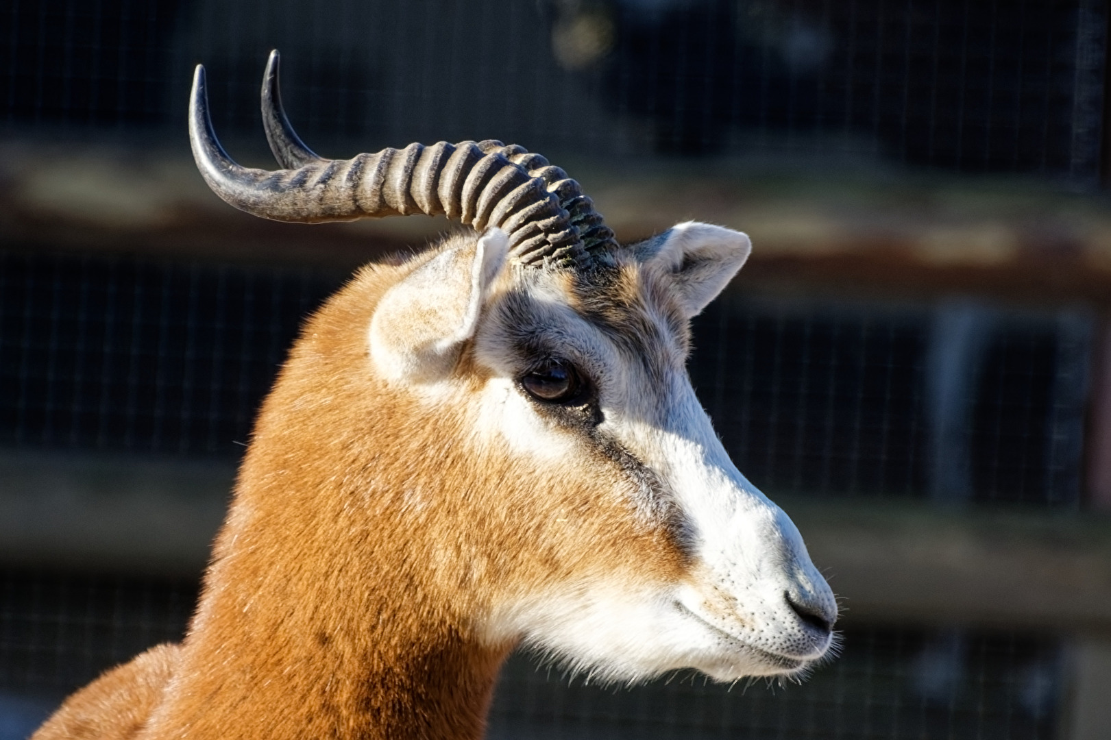 Mhorrgazelle