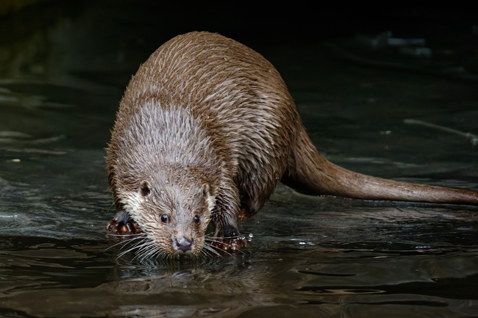 Fischotter