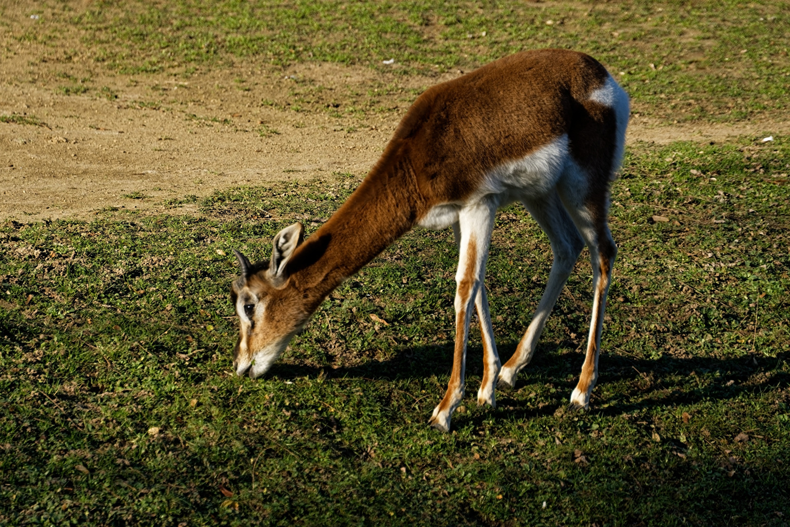 Mhorrgazelle