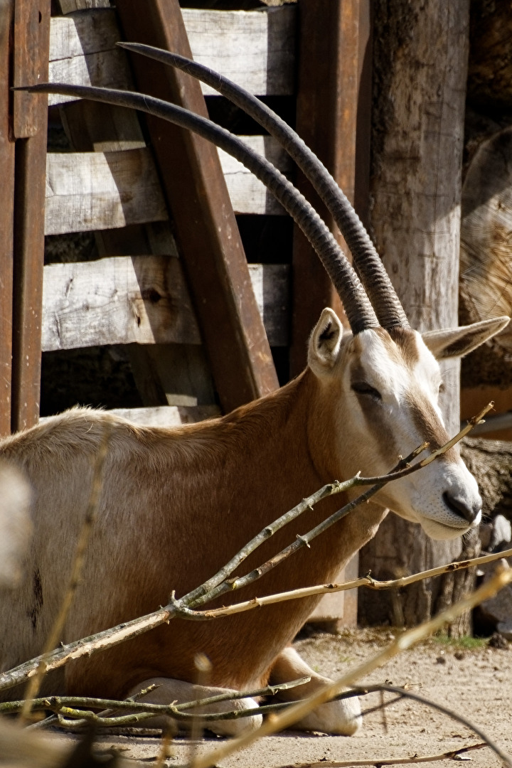 Säbelantilope