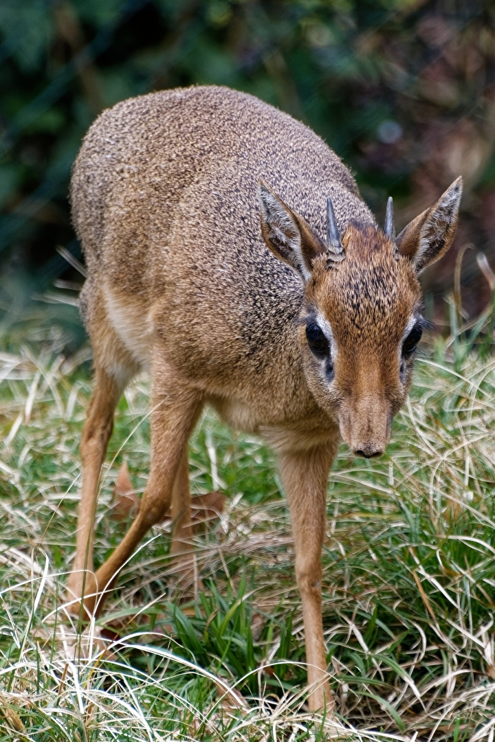 Krik Dik Dik