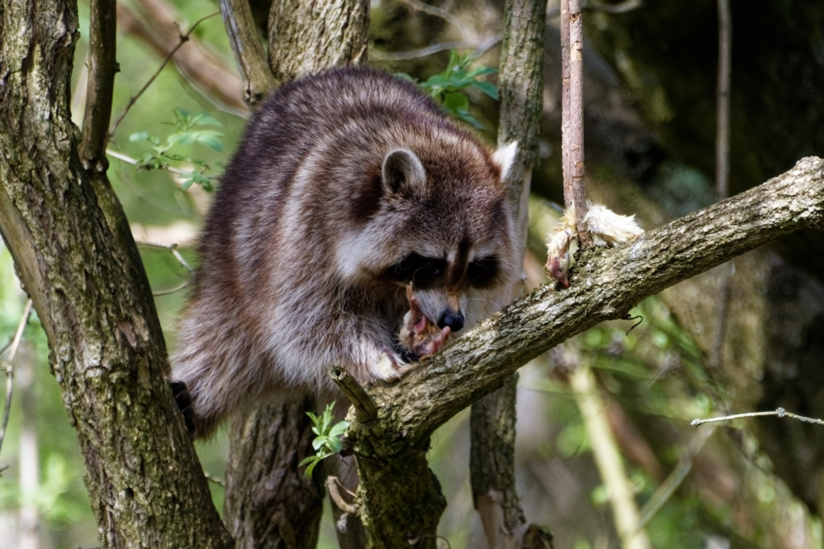 Waschbär