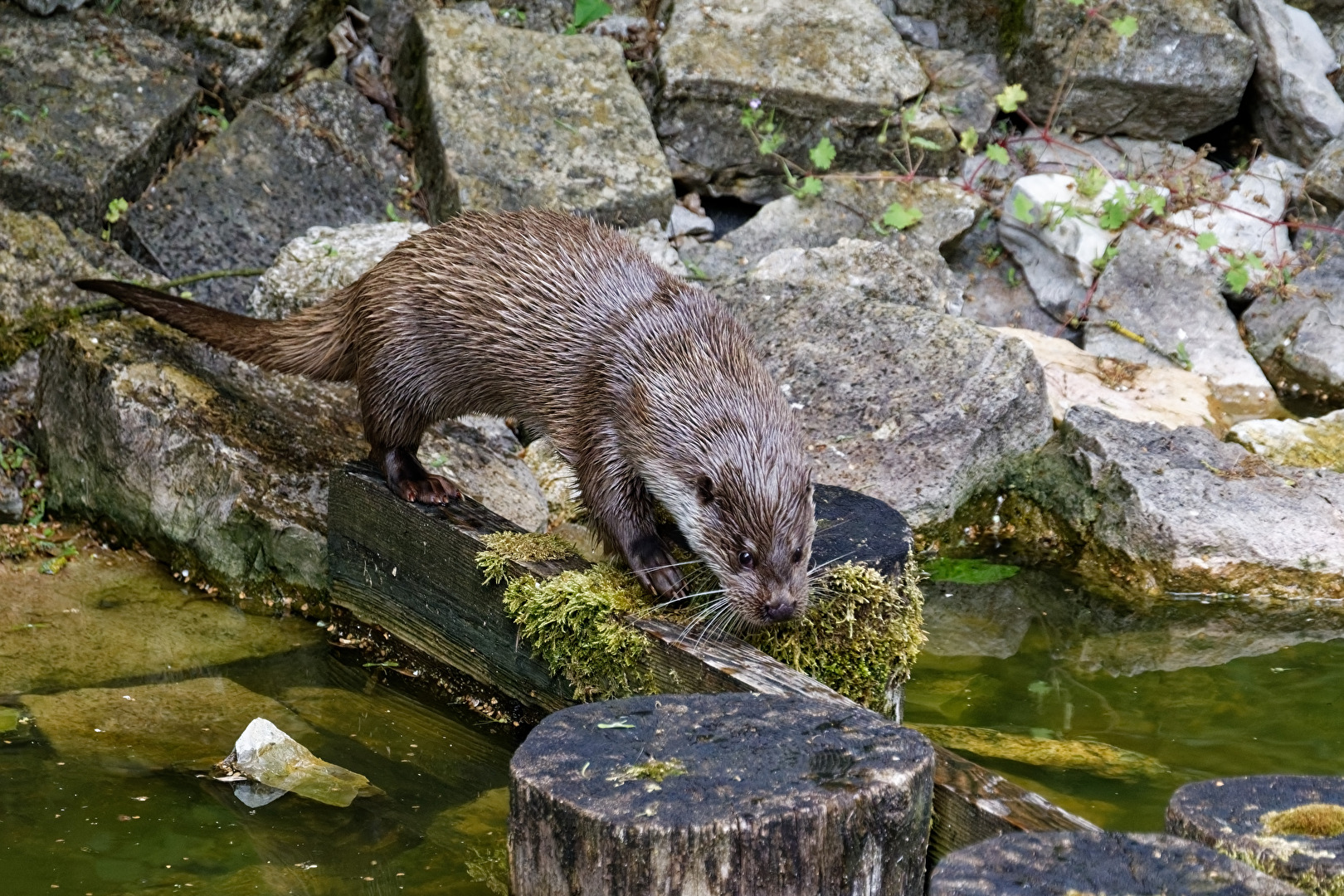 Fischotter