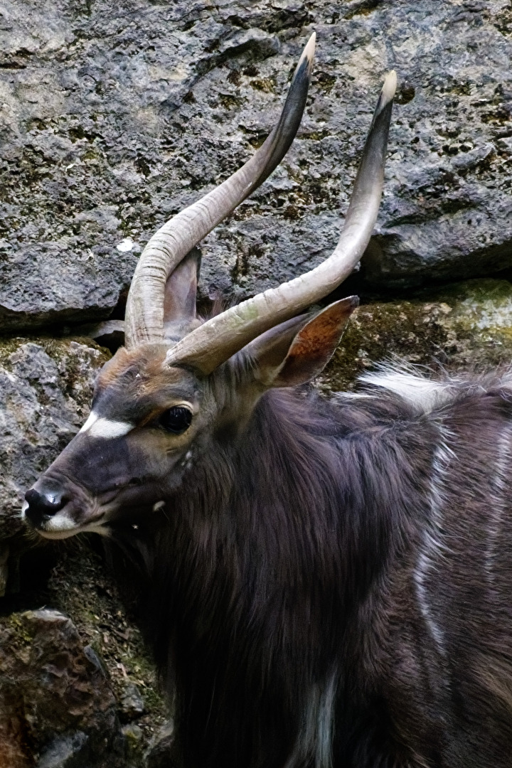 Flatland nyala