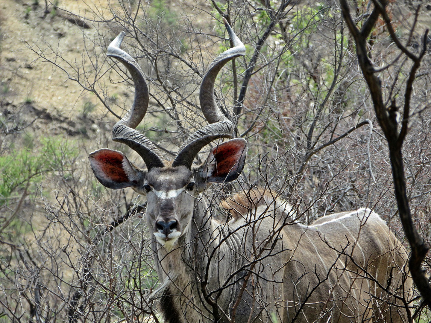 Un Kudu
