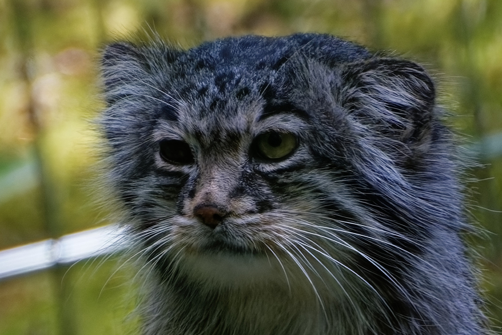 Manul