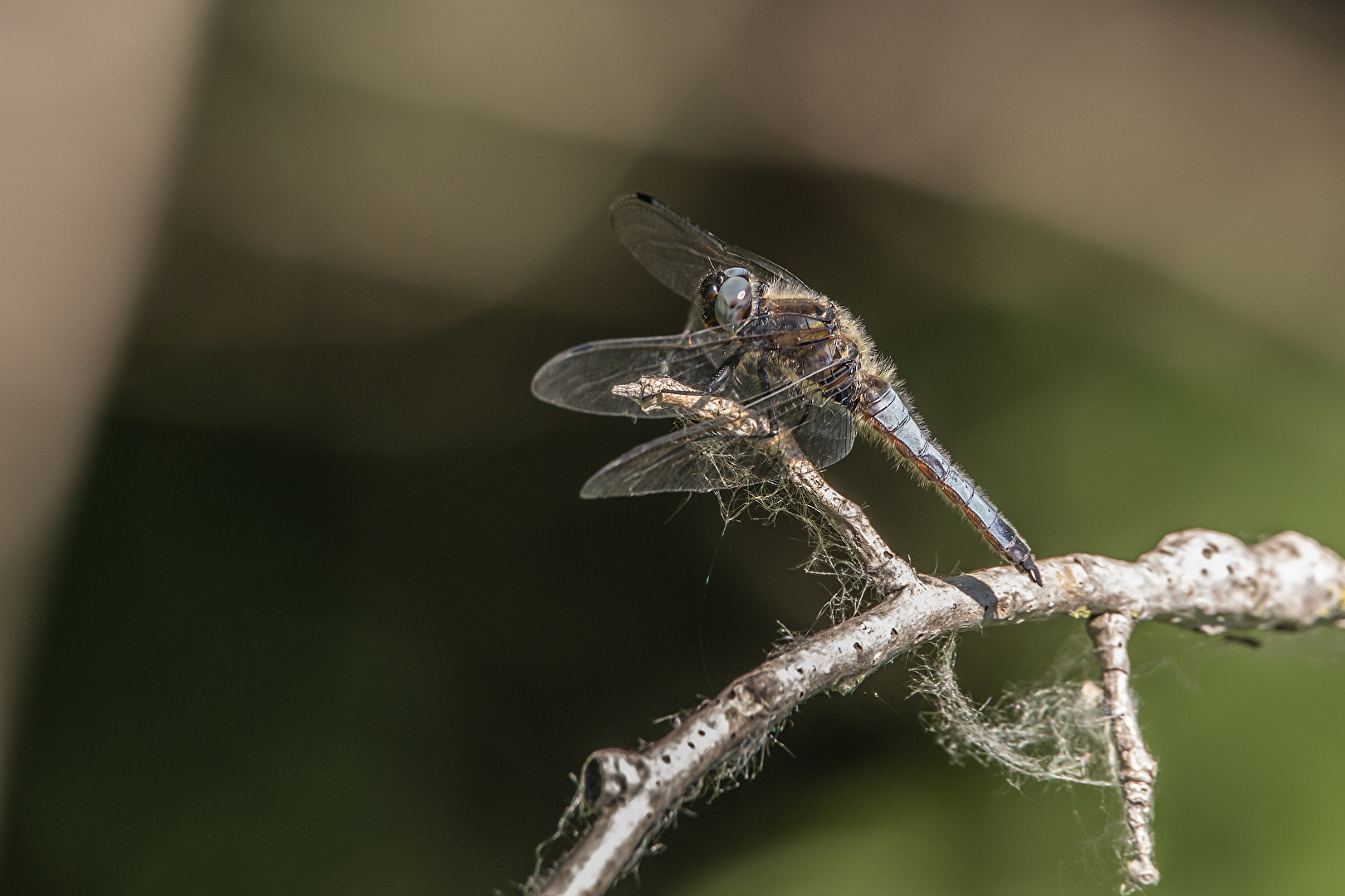 Spitzenfleck (Libellula fulva)