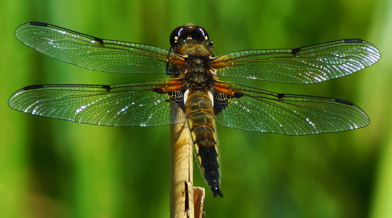 Vierfleck (Libellula quadrimaculata)