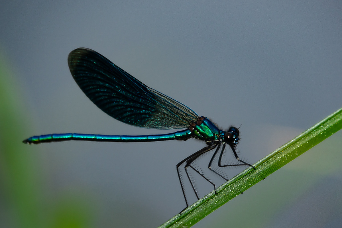 Gebänderte Prachtlibelle