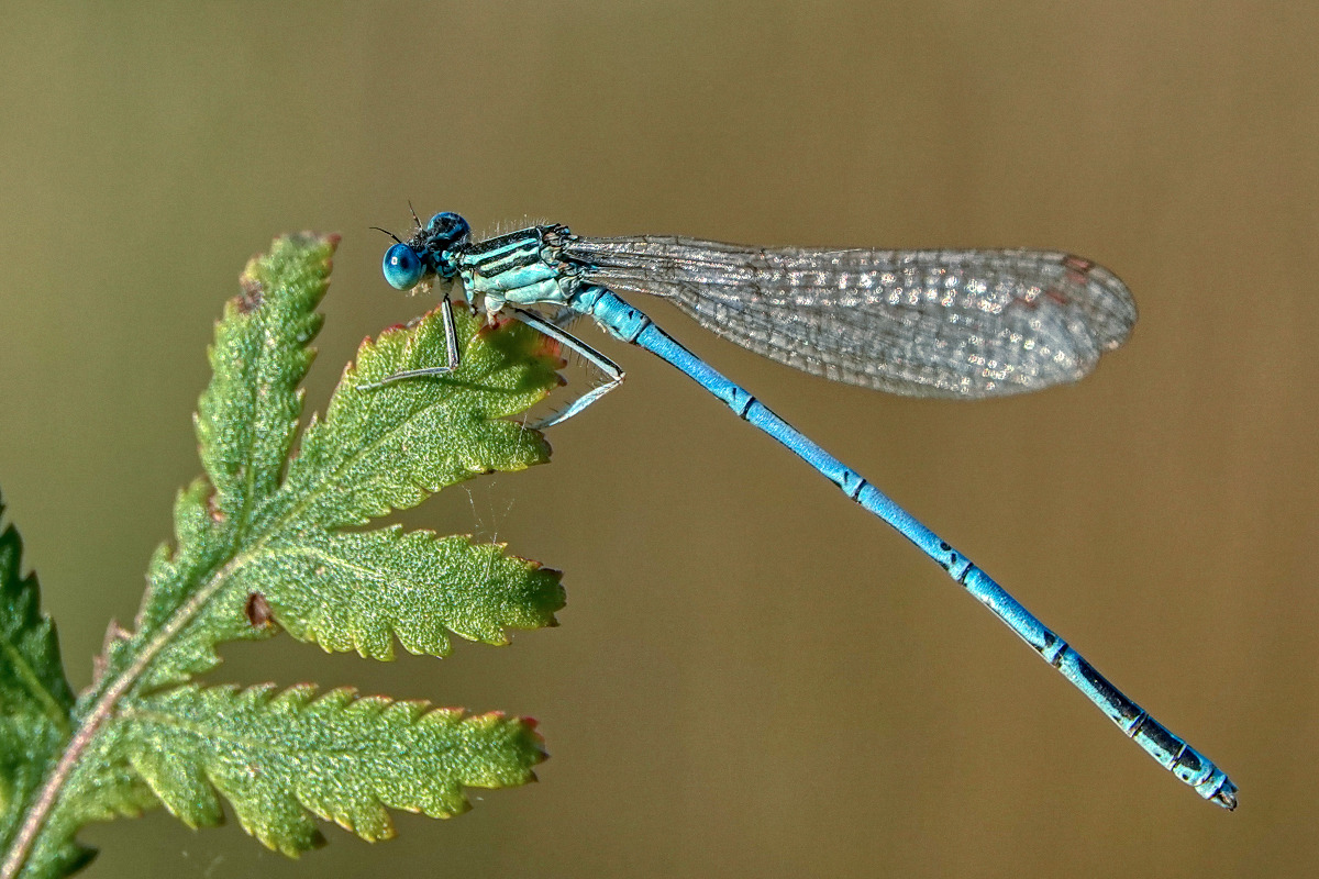 Pokaljunfer (Smaragtauge)
