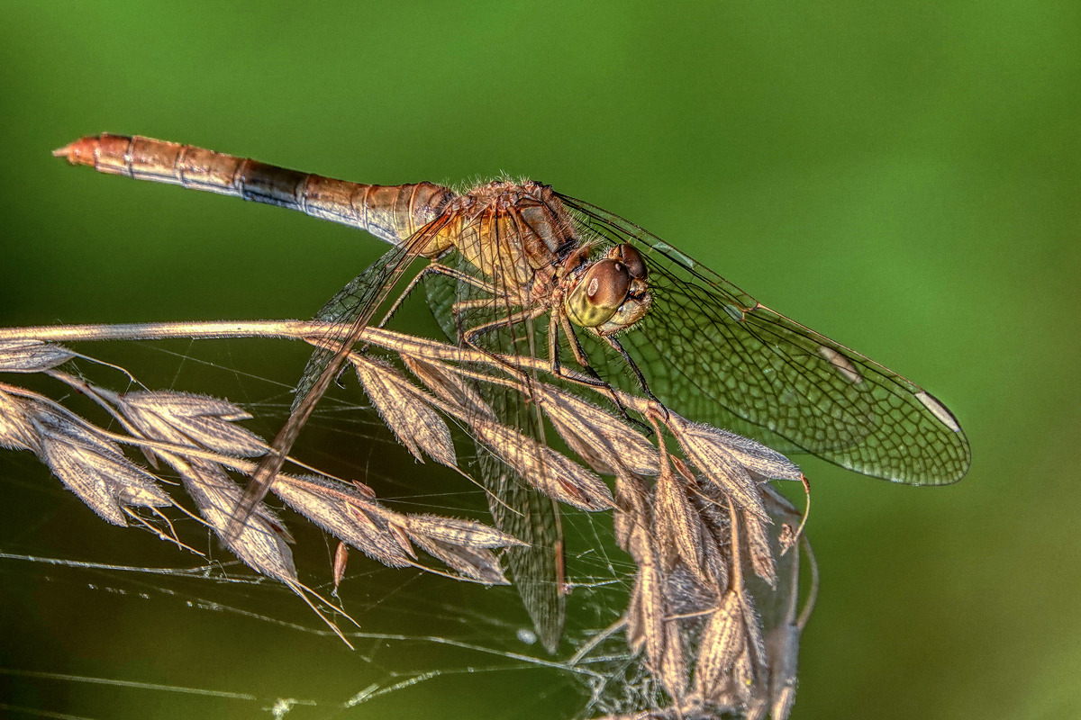 Heidelibelle Weibchen