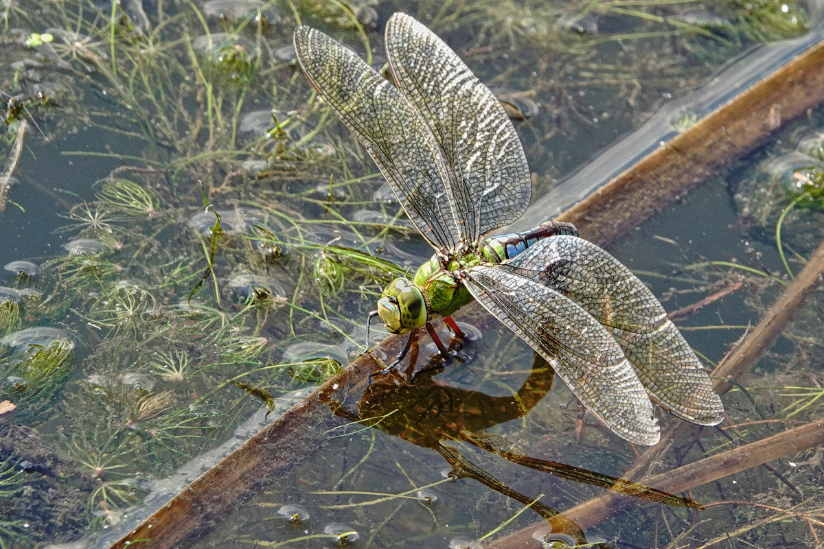 Große Königslibelle