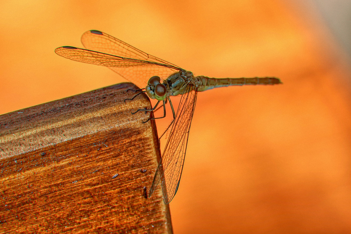 Weibchen der Heidelibelle