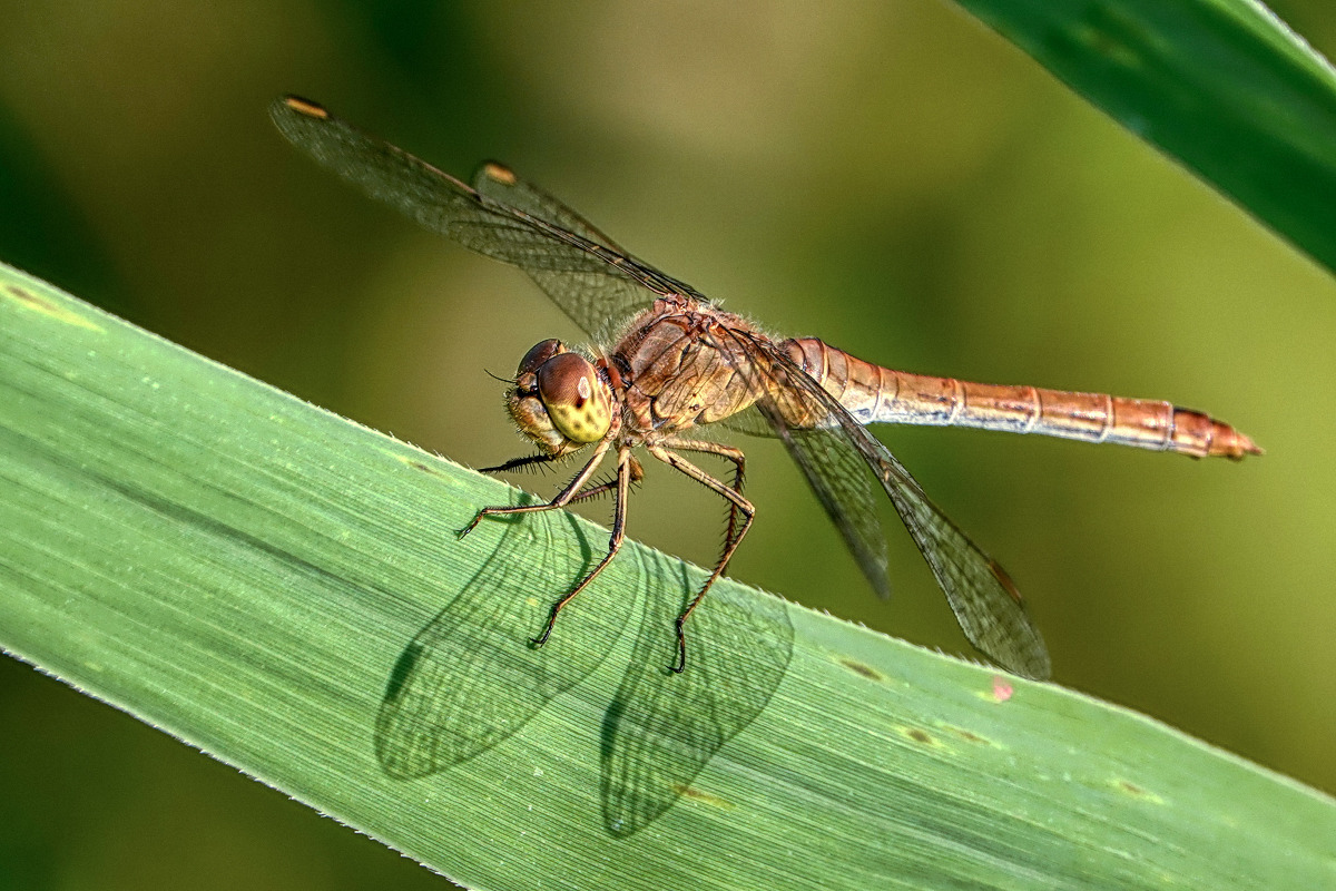 Weibchen der Heidelibelle