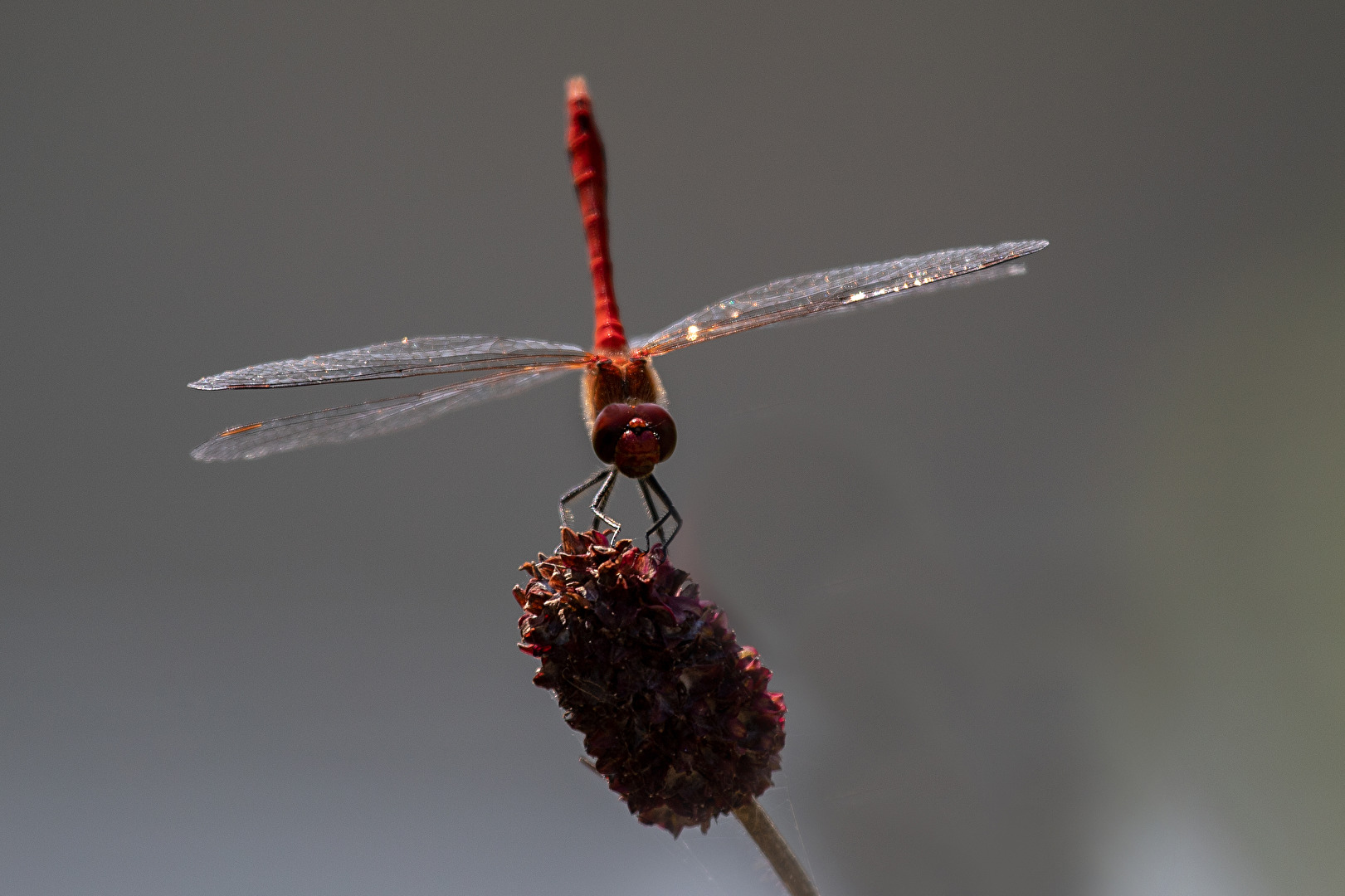 Rote Libelle Rot