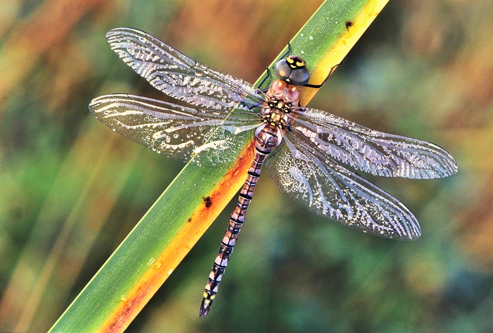 " Hurra - ich bin da "