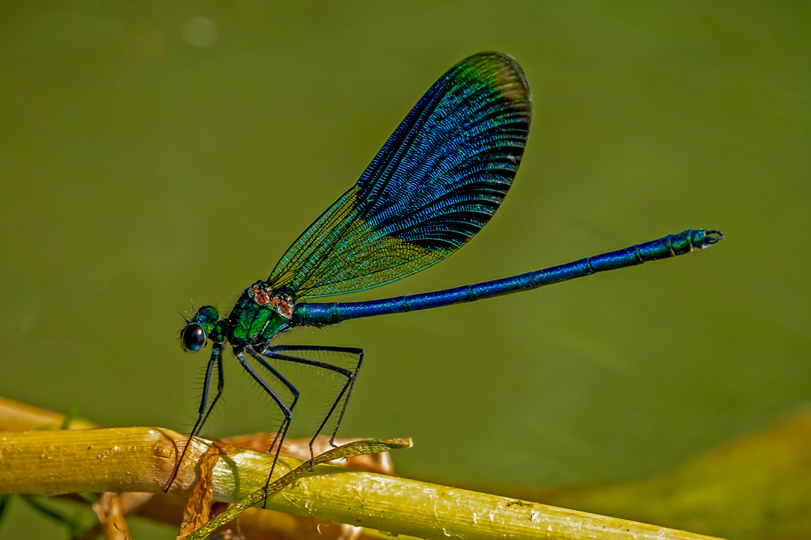 Blauflügel Prachtlibelle