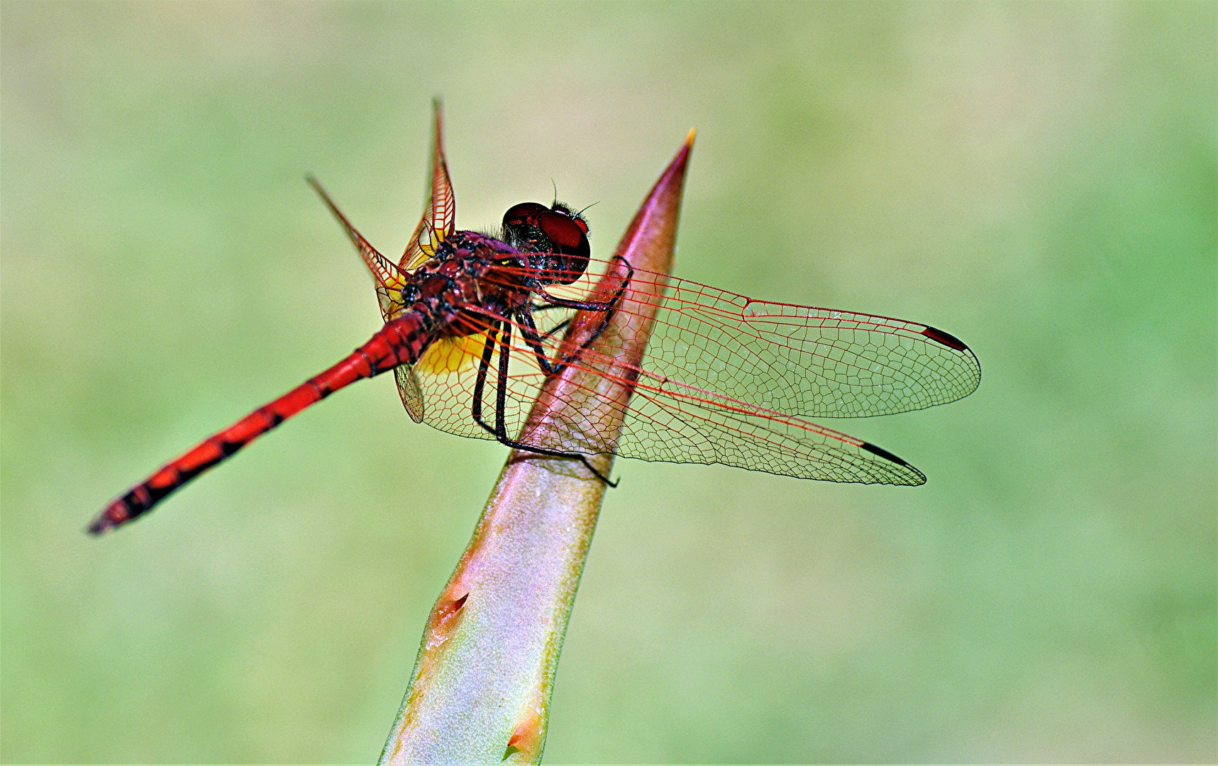 Libellenflügel im Detail