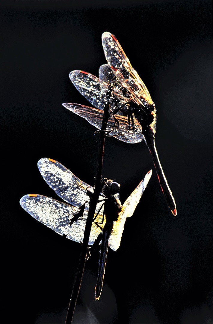 " Here comes the sun "