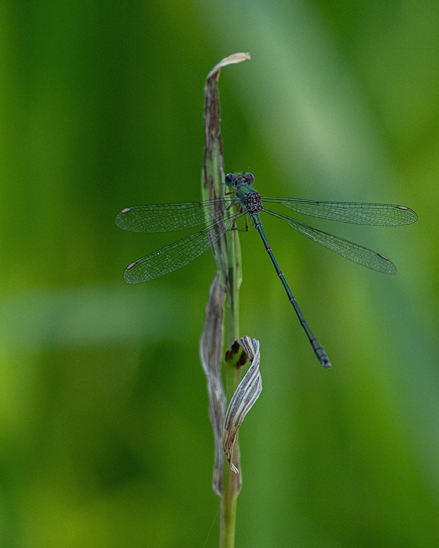 Blaue Libelle