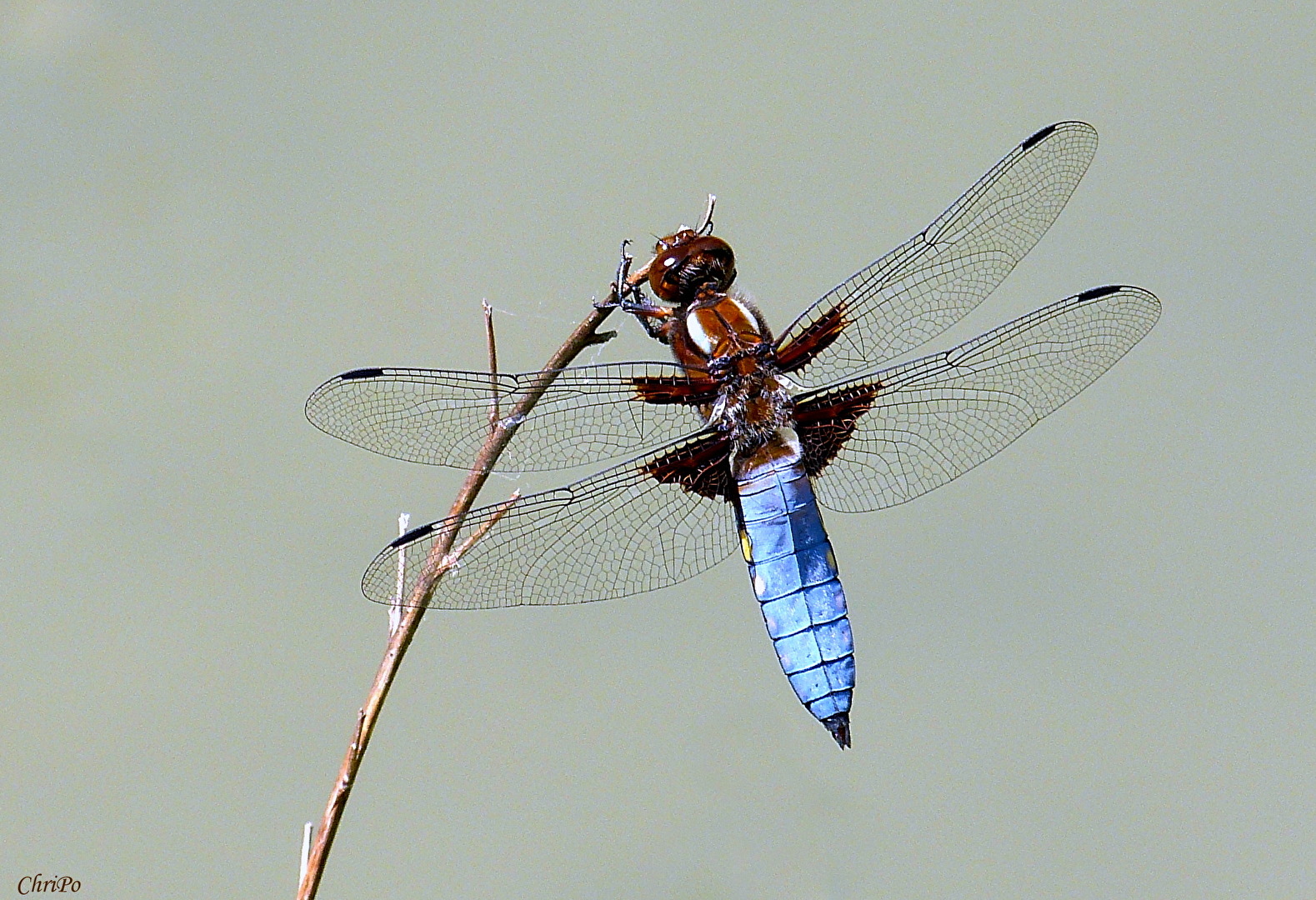 Plattbauch (Libellula depressa)