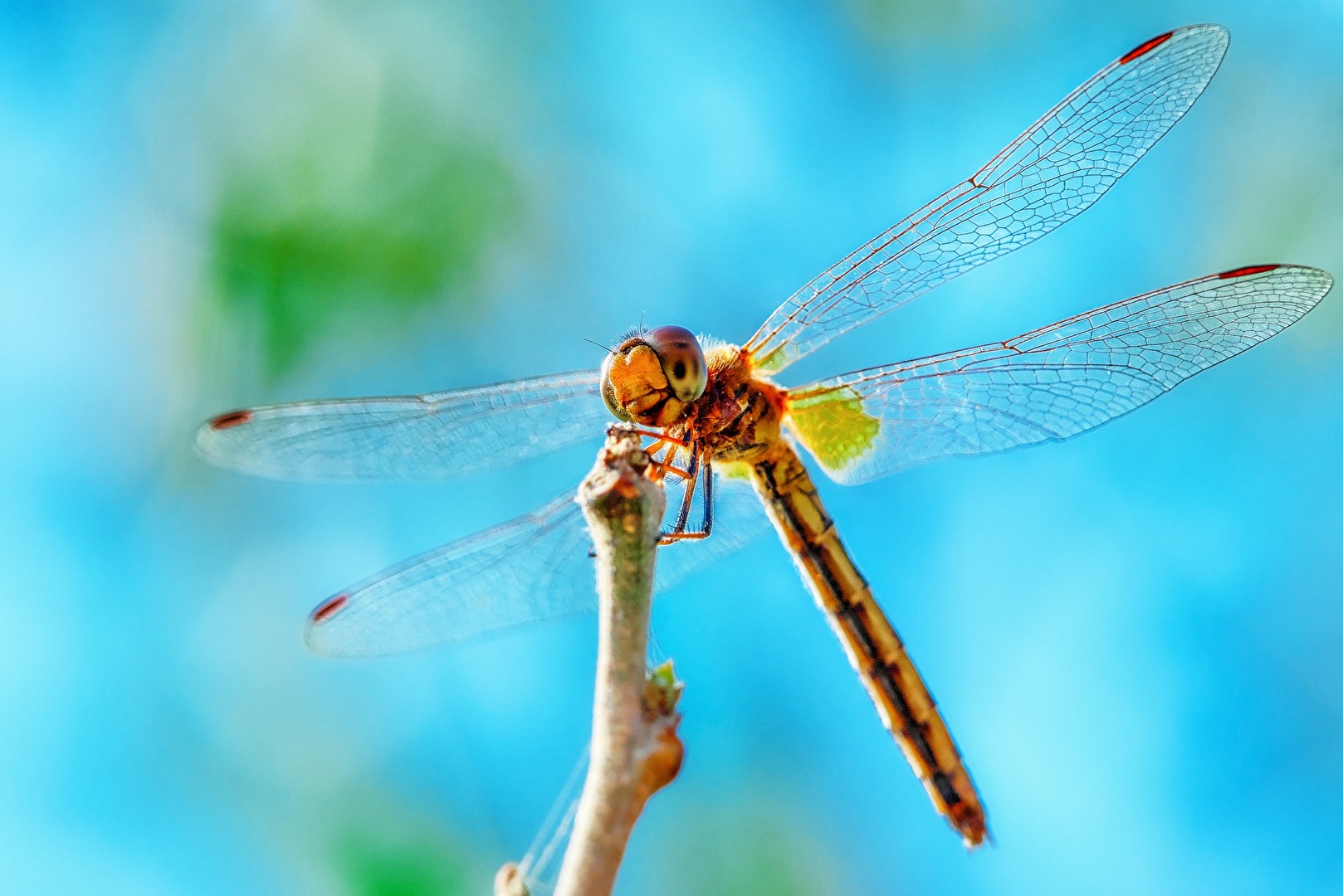 happy dragon fly...