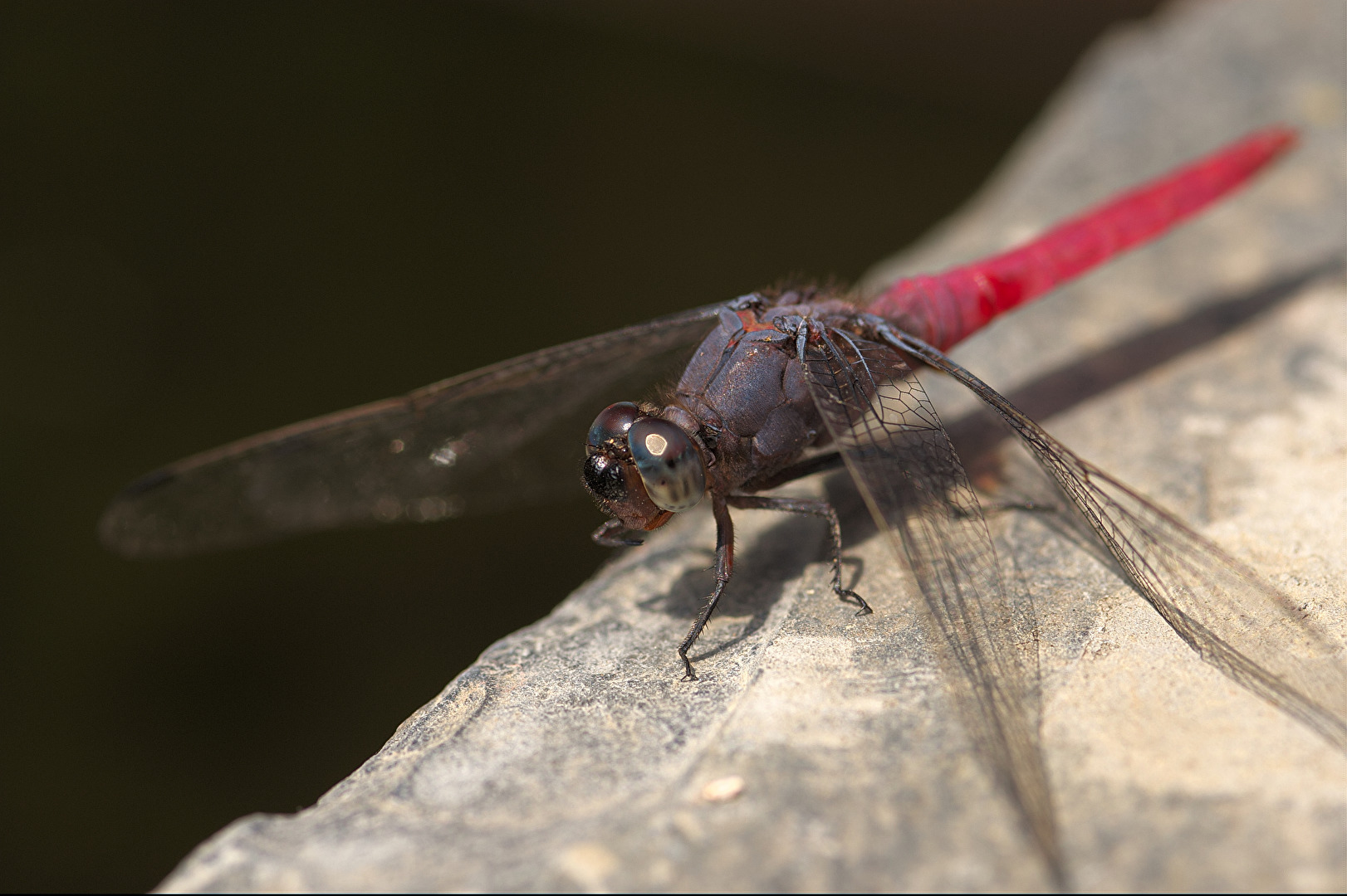 Blaupfeil Orthetrum pruinosum