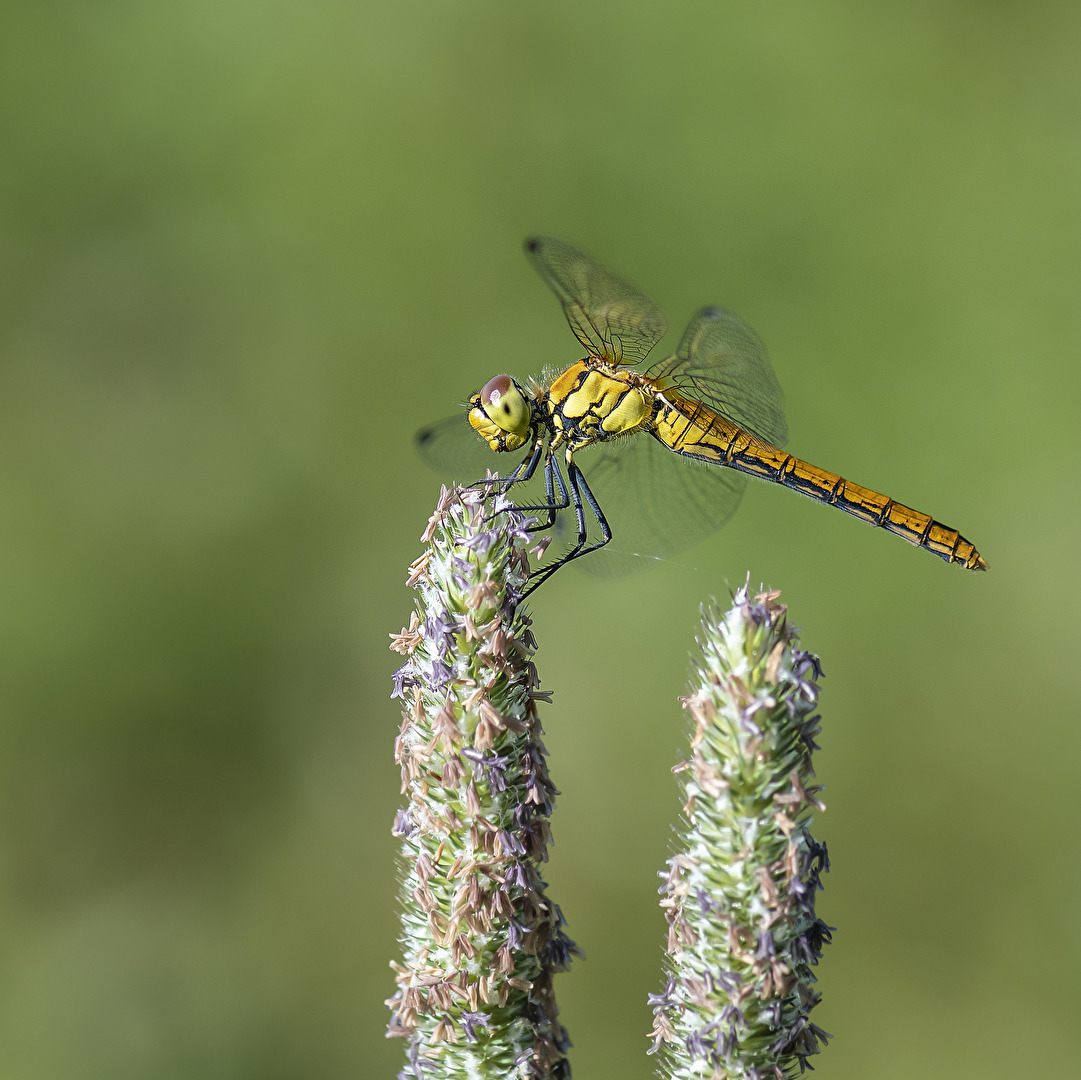 Libelle..