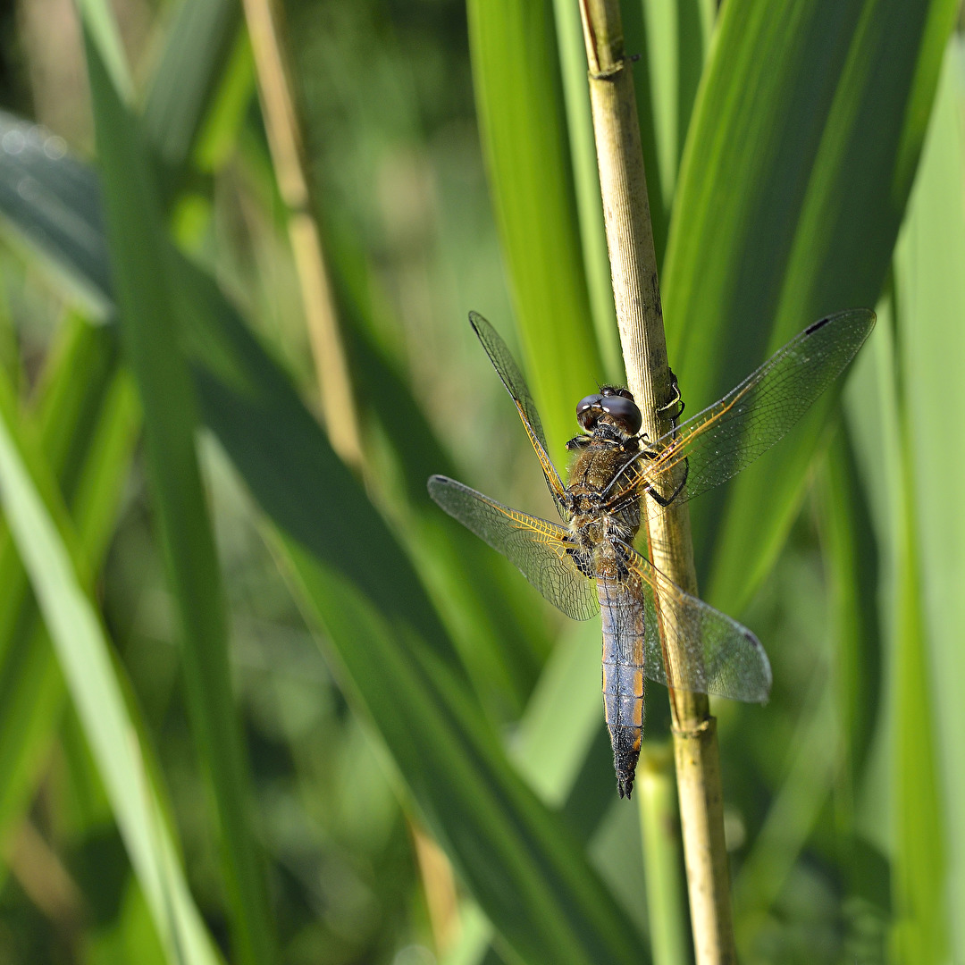 Heidelibelle