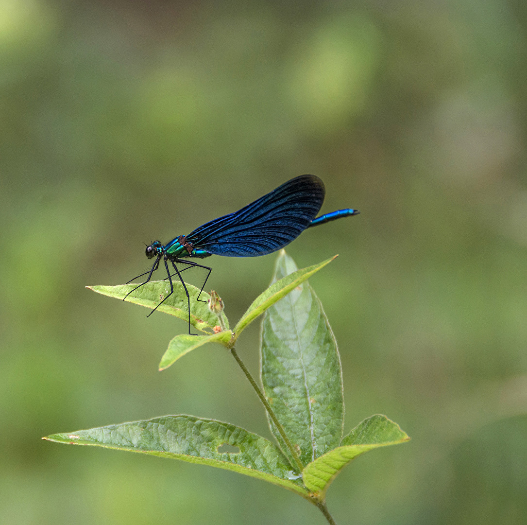 Blaue Libelle..