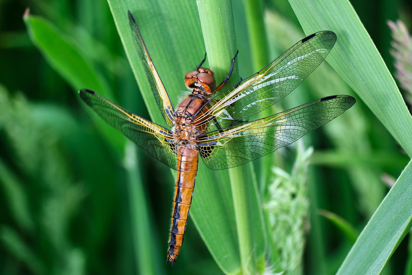 Spitzenfleck (Libellula fulva) Junges Männchen