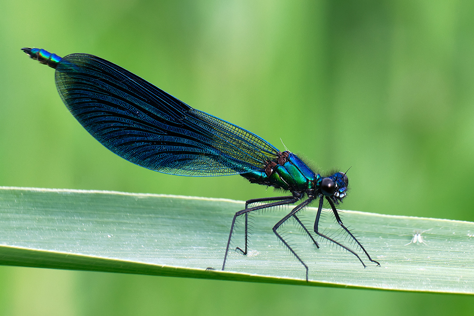Blauflügel Prachtlibelle