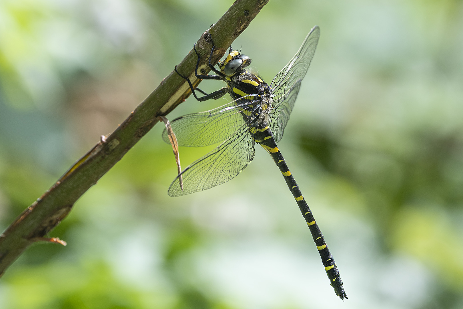Zweigestreifte Quelljungfer