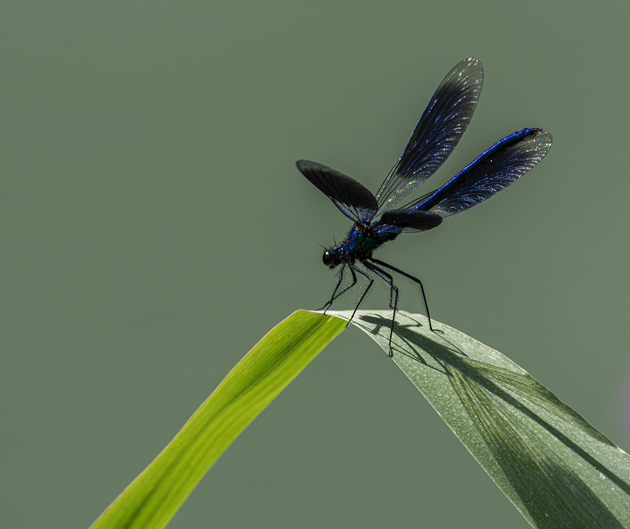 Blauflügel-Prachtslibelle