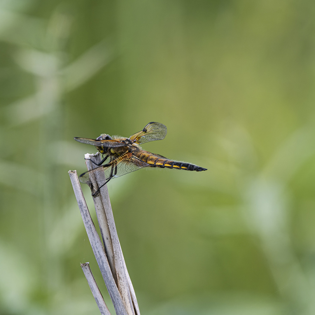 Vierfleck-Libelle