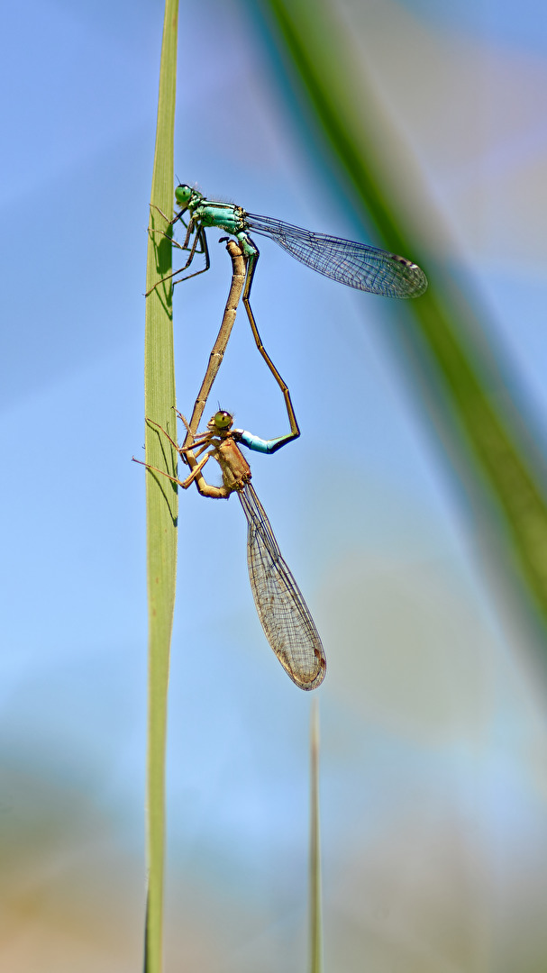 Pechlibellen (Ischnura elegans) - Paarungsrad