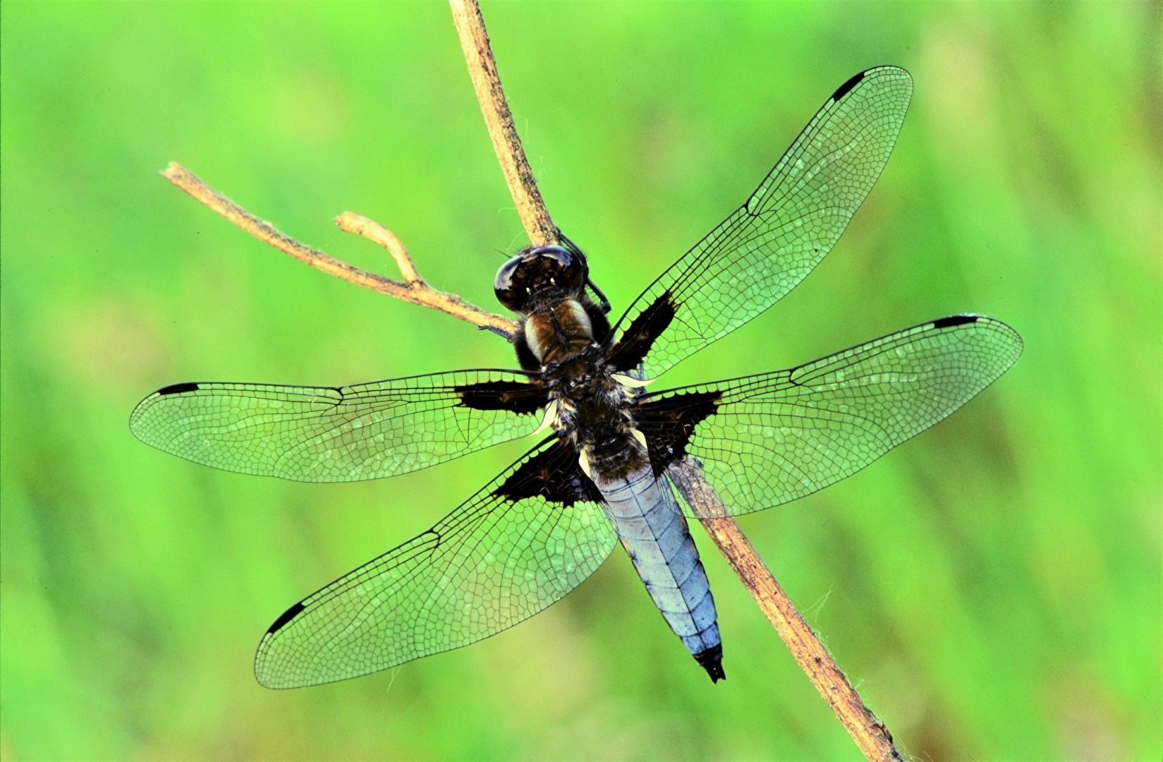 " Macht die Flügel weit ! "