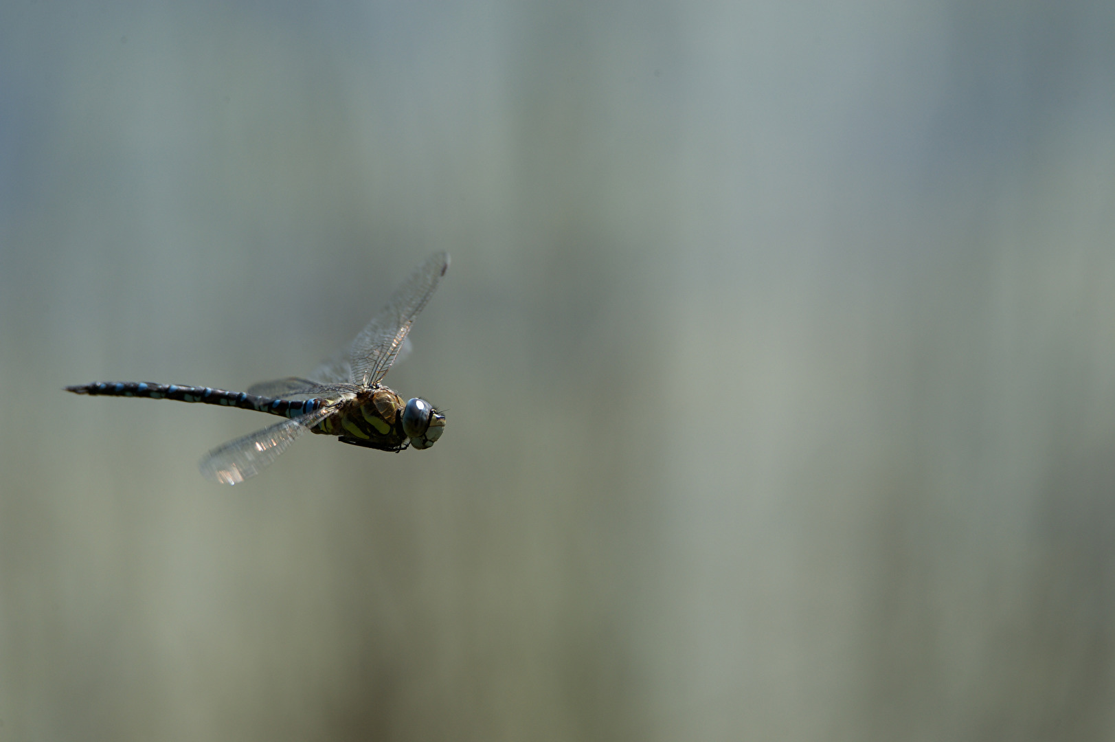 Im Flug erwischt