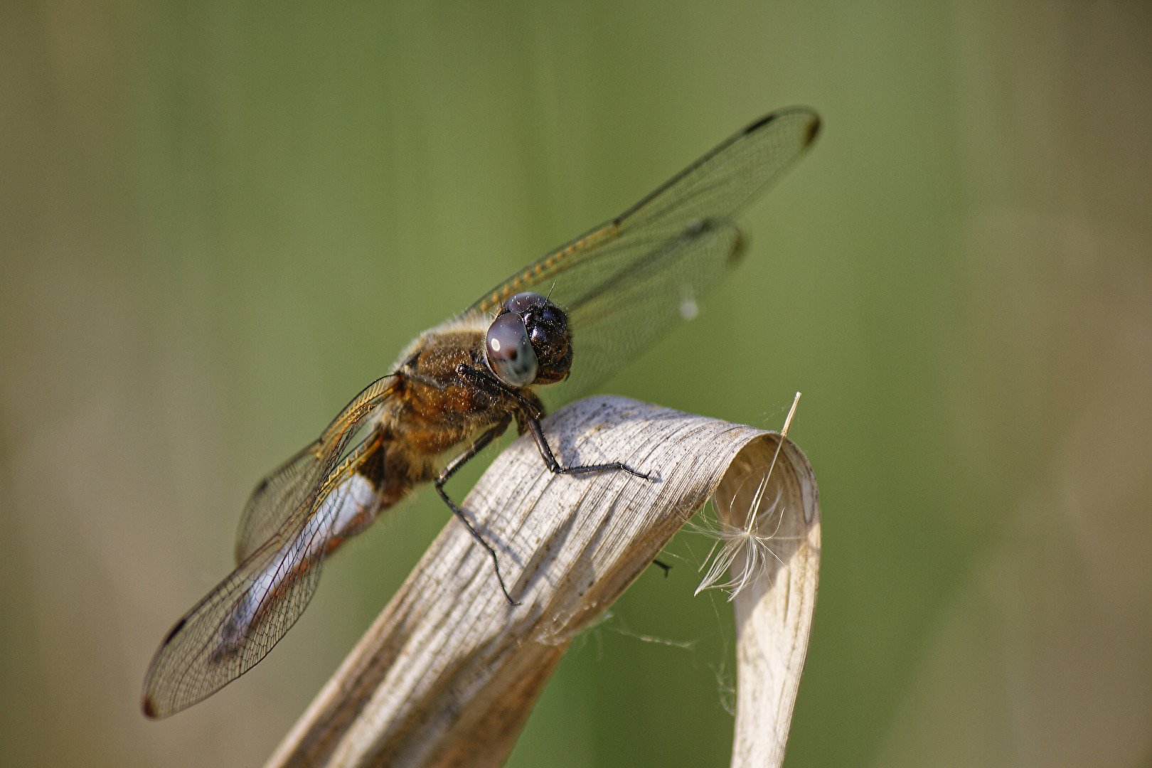 eine Libelle