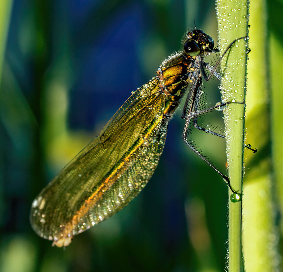 Weibchen der Blauflügel Prachtlibelle